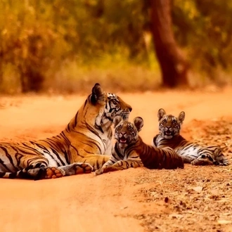 tourhub | Alkof Holidays | Golden Triangle Tour with Ranthambore 