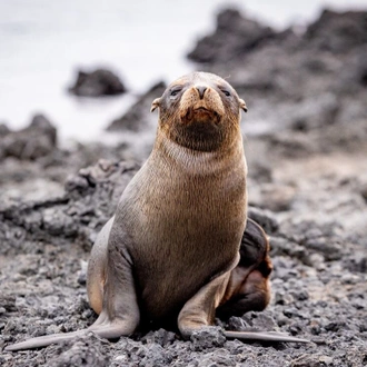 tourhub | Intrepid Travel | Classic Galapagos: South Eastern Islands (Grand Queen Beatriz) 