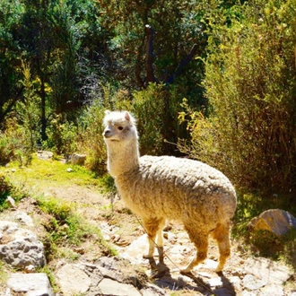 tourhub | Bamba Travel | Lake Titicaca & Isla del Sol Explorer 3D/2N (La Paz to Cuzco) 