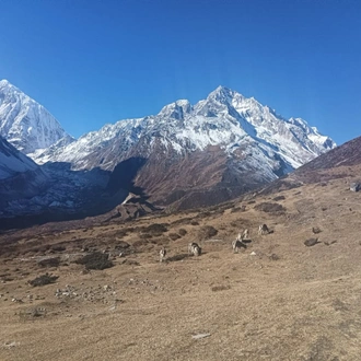 tourhub | Swotah Travel and Adventure | Manaslu Trek 