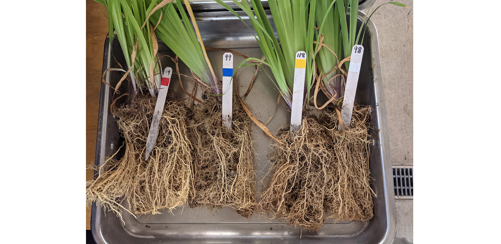 Planting Trial: Roots and Shoots