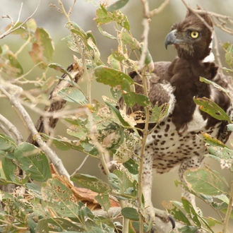 tourhub | Wildlife Dreams | Bird Watching in Kruger (Dates upon request) 