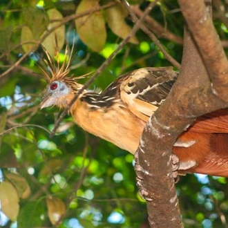 tourhub | Bamba Travel | Bolivian Amazon Pampas Adventure 3D/2N (from Rurrenabaque) 