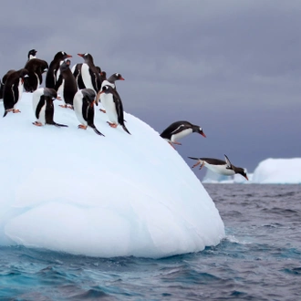 South Georgia and Antarctic Peninsula: Penguin Safari via Buenos Aires