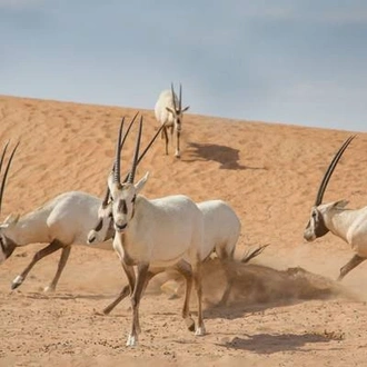 tourhub | On The Go Tours | Jordan Wildlife &  Nature - 12 days 