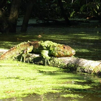 tourhub | Bamba Travel | Iquitos Amazon Jungle Adventure 5D/4N 