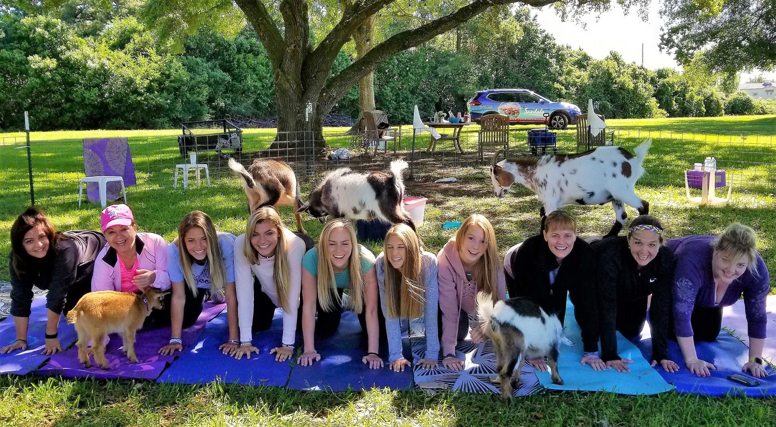 Goat Yoga with Adorable Baby Goats and Mimosas image 3