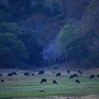 tourhub | Agora Voyages | Cochin to Madurai the Backwater, Tea Estate & Temple Tour 