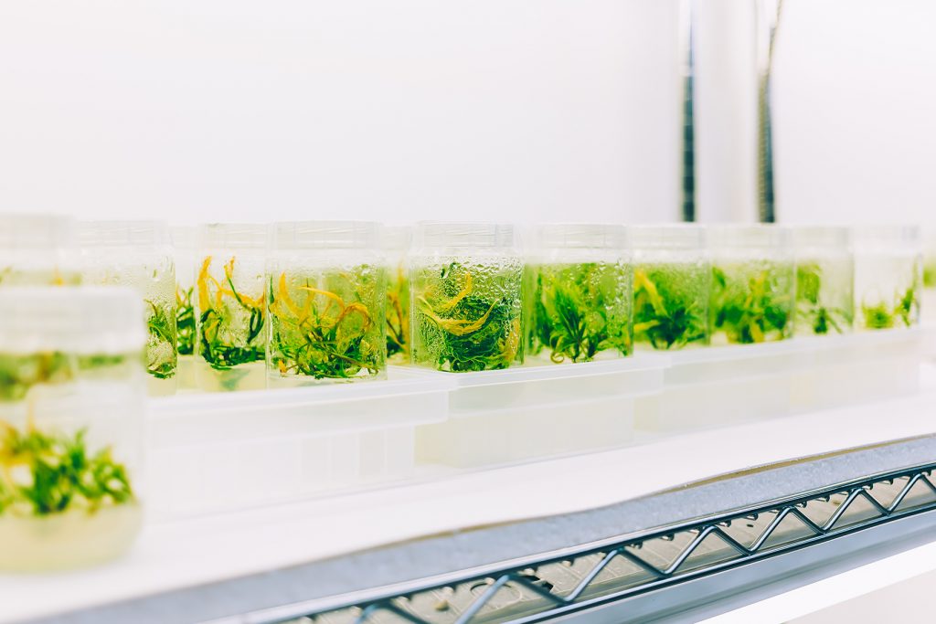Equipment required for creating cannabis plant tissue culture