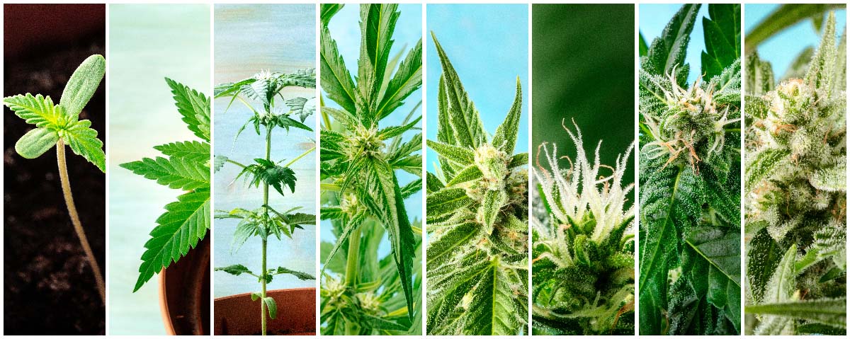 How To Overcome Trials And Maximize Each Stage Of The Marijuana Plant?