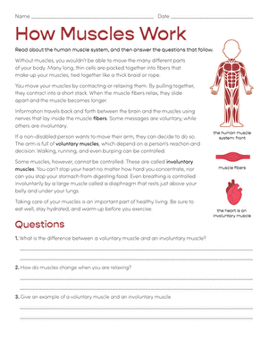 22 Muscular Systems Activities For All Ages - Teaching Expertise