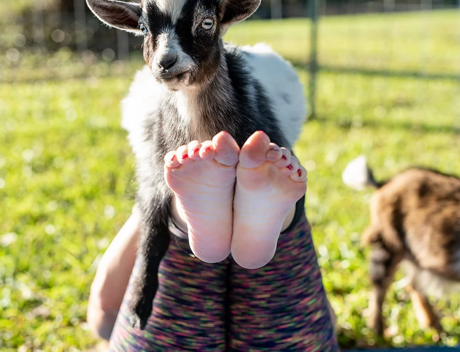 Goat Yoga with Adorable Baby Goats and Mimosas image 2