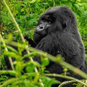 tourhub | Verdoro Safaris | 3-Day Gorilla Trekking in Bwindi Impenetrable Forest 