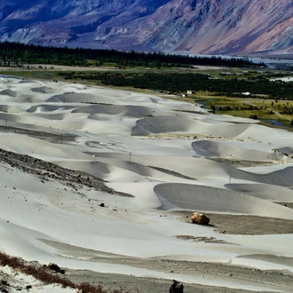 tourhub | Agora Voyages | Sand Dunes And Monasteries: A Journey To Nubra Valley From Leh 