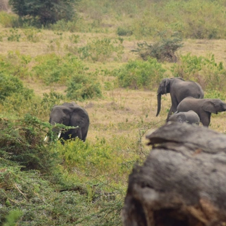 tourhub | Widerange African Safaris | Tanzania Serengeti Migration Safari in 5 Days 