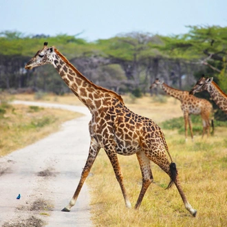 tourhub | Serengeti Access Safaris | 3 Days Selous Game Reserve from Dar es Salaam 