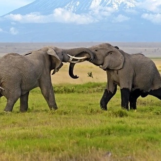 tourhub | Gracepatt Ecotours Kenya | Overnight Amboseli National Park Safari  