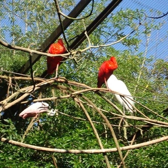 tourhub | Neumann Operadora de Receptivo | Airport IGU Round Trip & Iguassu Falls Brazilian side & Bird Park  