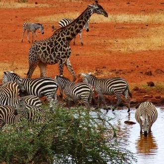 tourhub | On The Go Tours | Kenya Safari & Beach - 9 days 