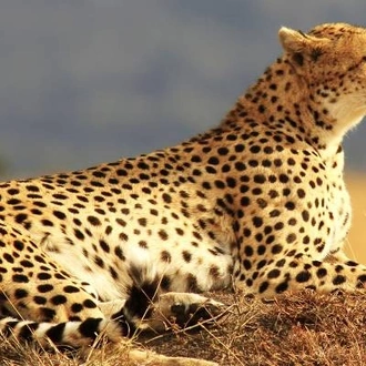 tourhub | On The Go Tours | Masai Mara to Kruger - 31 days 