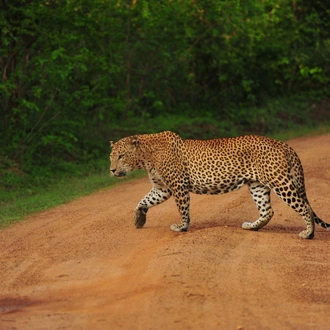 tourhub | Ceylon Travel Dream | 2 Day Udwalawa Safari Tour 