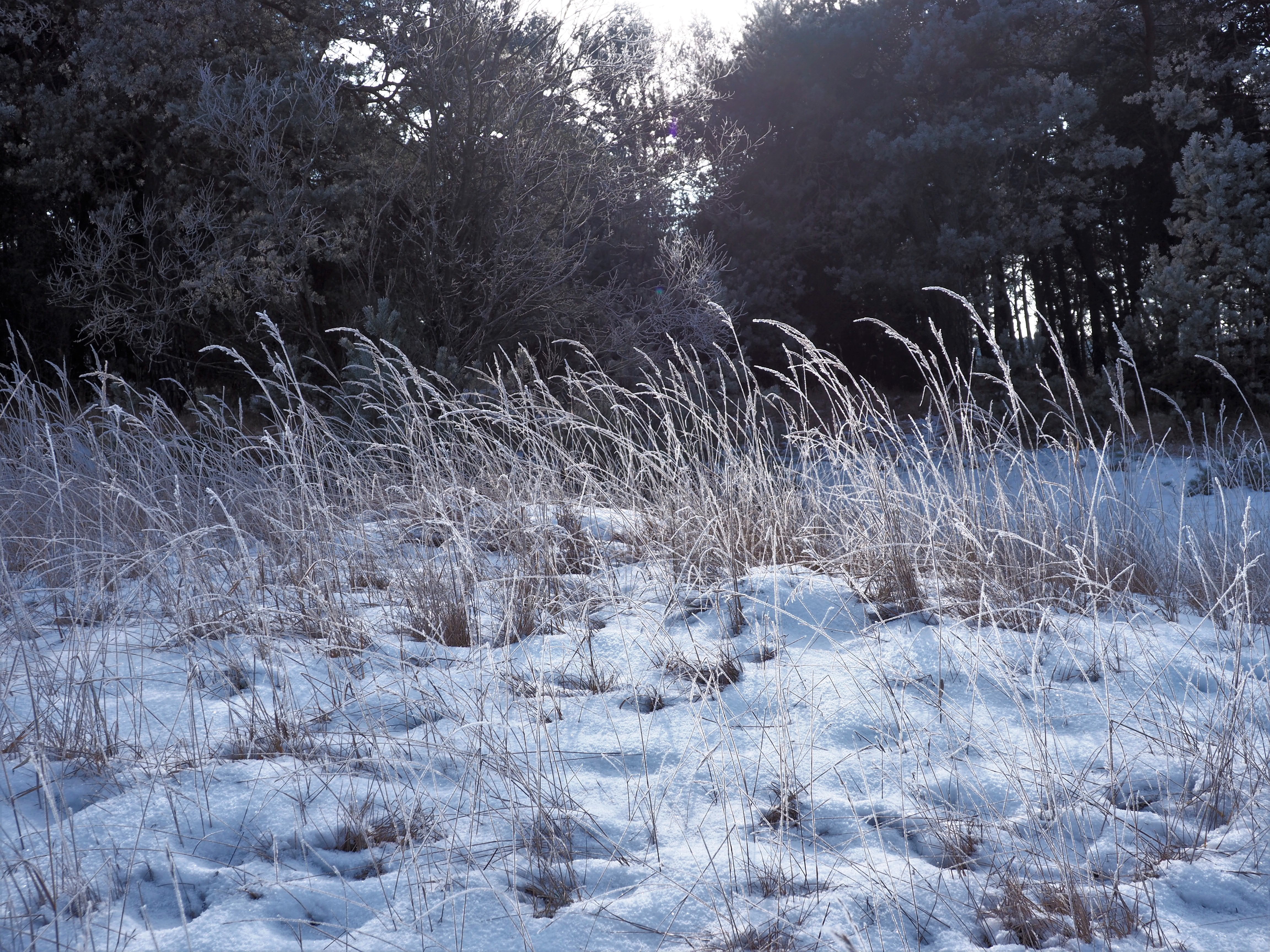 Snow walks away from the crowds