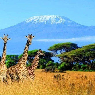 tourhub | Spider Tours And Safaris | 4Days Lodge Tanzania Safari 