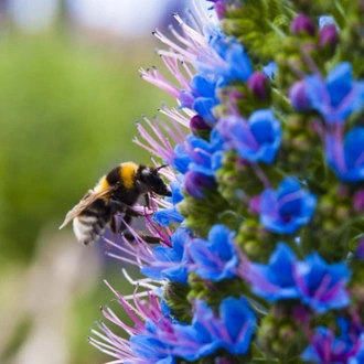 tourhub | Travel Department | Gardens of Madeira 