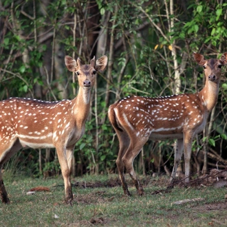 tourhub | Agora Voyages | Bhitarkanika Mangrove Forest Tour 