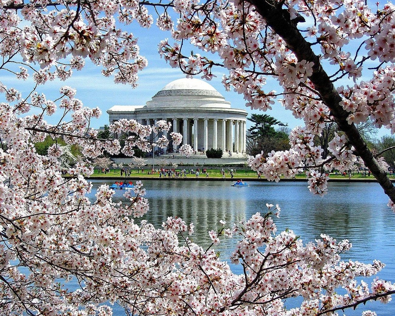 Washington DC : Cherry Blossom Walking Tour