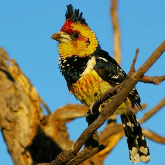 tourhub | Bundu Safaris Ltd | Liuwa - Exploring Zambia's Wilderness 