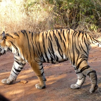 tourhub | Panda Experiences | Golden Triangle Luxury Tour with Ranthambore 