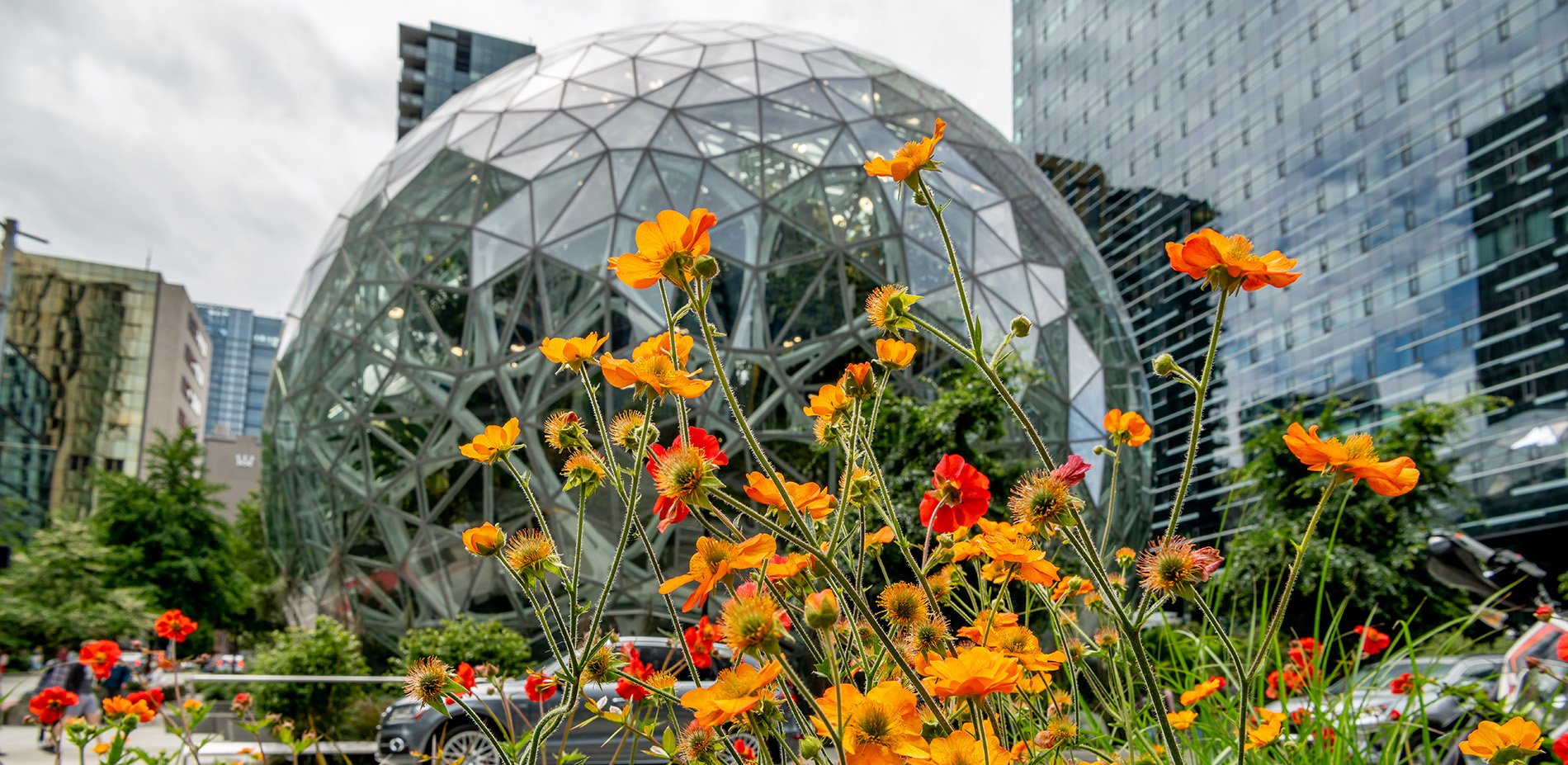 Oasis of Pollinator Habitat