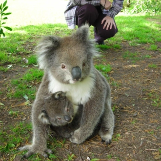 tourhub | Australian Natural Treasures Touring | Two Day Great Ocean Road Nature Experience 