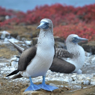 tourhub | Ecuador Galapagos Travels | 5 Days Galapagos Fascinating Nature 