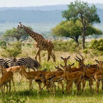 tourhub | Gracepatt Ecotours Kenya | Private 14days Best of Kenya Romantic Honeymoon Safari Holiday 