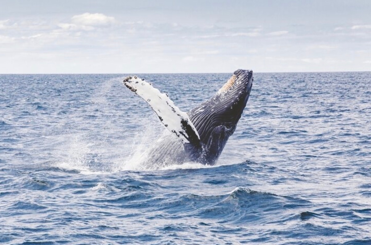 Thumbnail image for Whale Watch Sailing Tour (Up to 6 Passengers)