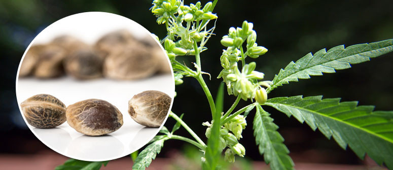 What Do Healthy Cannabis Seeds Look Like