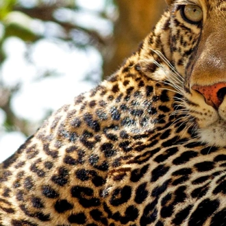 tourhub | Newmarket Holidays | On Safari in South Africa - Karongwe Game Reserve 