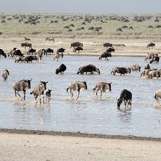 tourhub | Widerange African Safaris | 5 Days Popular Tanzania Serengeti migration Safari Tour in Southern Ndutu 