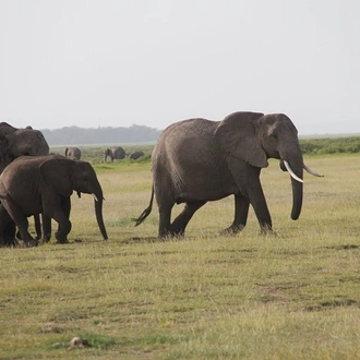 tourhub | Gracepatt Ecotours Kenya | Private 5 Days Tour to Amboseli Tsavo West and Tsavo East National Park 