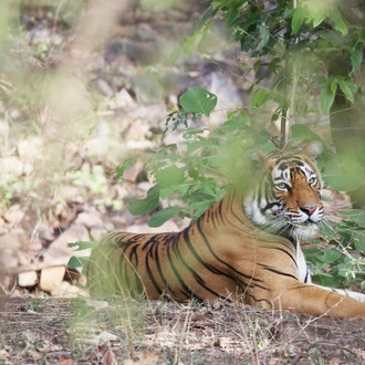 tourhub | Go Book Tours | 04 Days Ranthambore Tiger Tour With Agra & Jaipur By Car From Delhi 