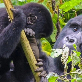 tourhub | Bamba Travel | Gorillas & Volcanoes Safari 6D/5N 