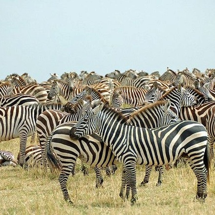8 Day Tanzania Affordable Big Five Safari