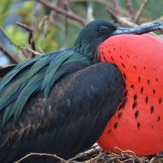 tourhub | Ecuador Galapagos Travels | 8 Days Galapagos Island Hopping in Santa Cruz and Isabela 